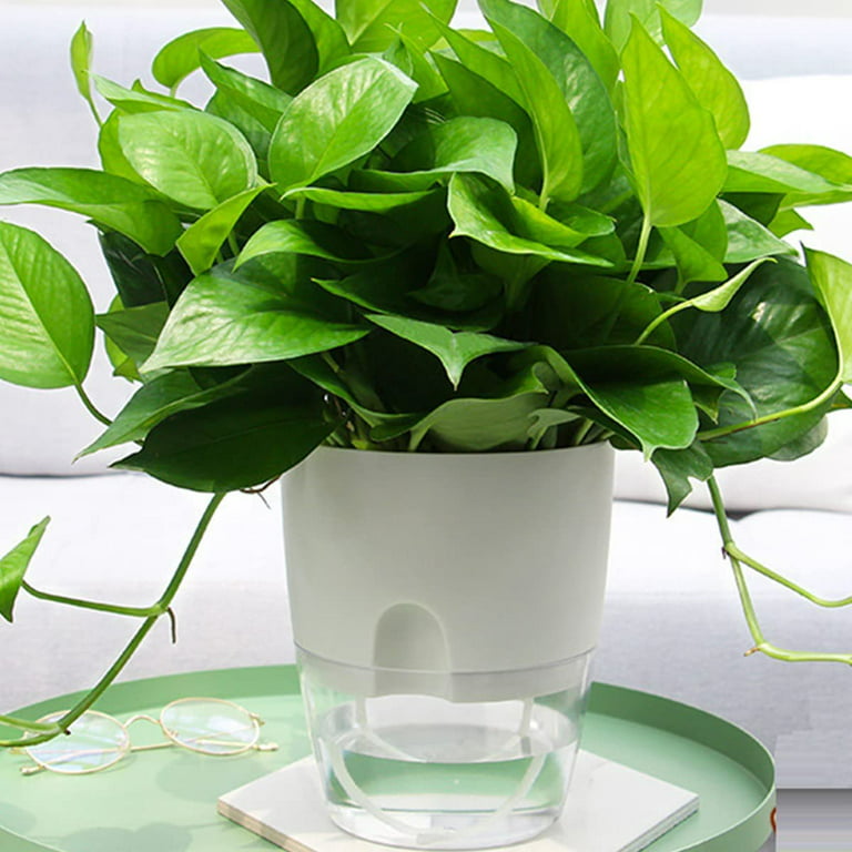 https://i5.walmartimages.com/seo/Clear-Self-Watering-Planter-Indoor-Plants-6-inch-Plastic-Violet-Flower-Pots-Round-Plant-Pot-Orchid-Succulents-Herbs-White_e1478205-1bd5-4d49-bc75-c10fbfa8d9a5.cbe4bba136d829c413a682ae3e82f1be.jpeg?odnHeight=768&odnWidth=768&odnBg=FFFFFF