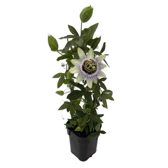 Clear Sky Passion Vine Plant on Trellis - 5" Pot - Passiflora