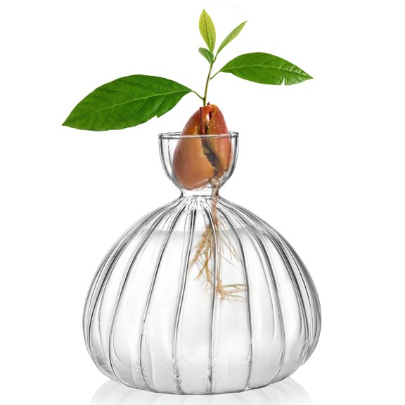 Clear Striped Glass Vase for Avocado Seed Sprouting 5.9" H 1 Pack