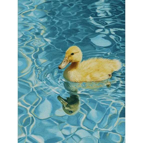 Clear Water Swimming Duckling Canvas Print Home Interior Art