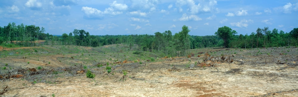 Clear cutting in the Blue Ridge Mountains Virginia Canvas Art - Panoramic Images (27 x 9)