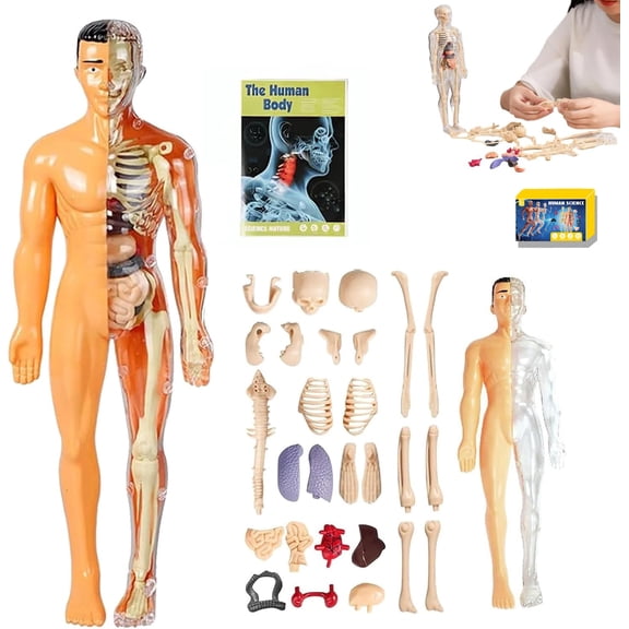 Clear human anatomy model (semi-transparent and fully transparent), 29-piece 3D anatomy set with anatomical diagrams, removable organ and skeleton assembly model for anatomy
