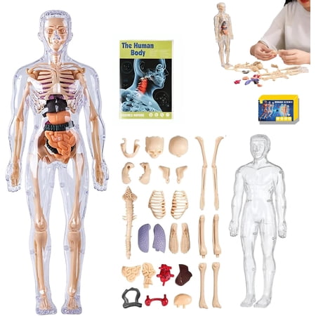 Clear human anatomy model (semi-transparent and fully transparent), 29-piece 3D anatomy set with anatomical diagrams, removable organ and skeleton assembly model for anatomy