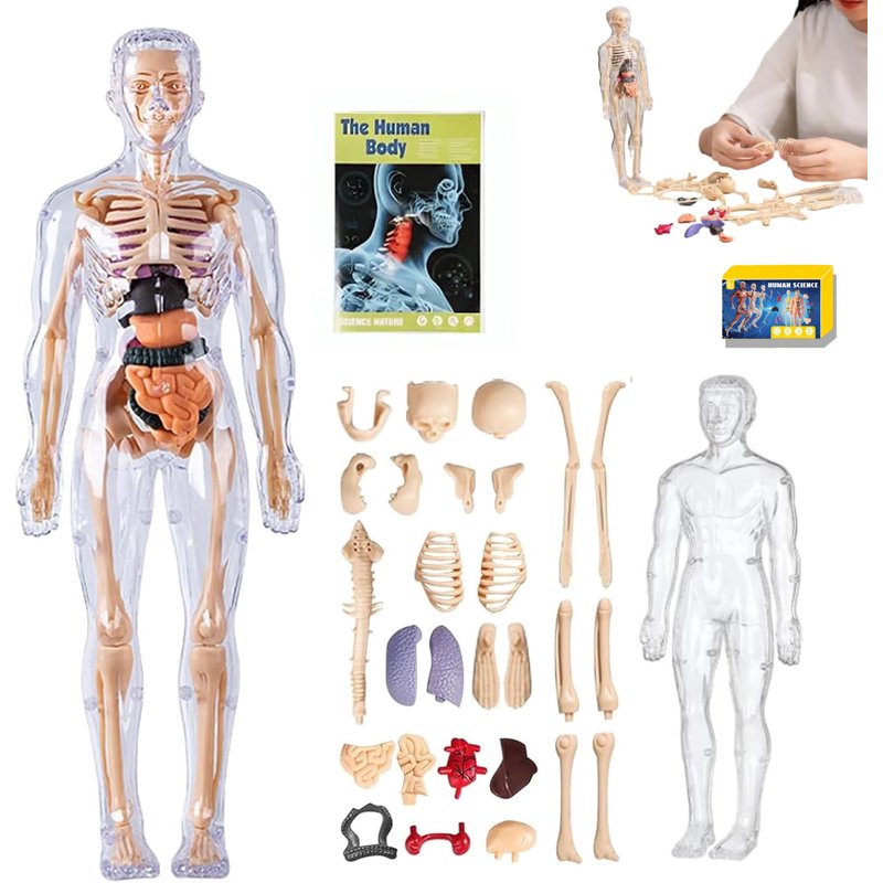 Clear human anatomy model (semi-transparent and fully transparent), 29-piece 3D anatomy set with anatomical diagrams, removable organ and skeleton assembly model for anatomy
