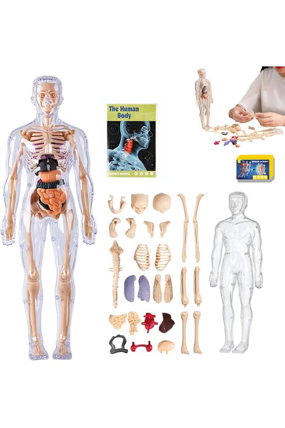 Clear human anatomy model (semi-transparent and fully transparent), 29-piece 3D anatomy set with anatomical diagrams, removable organ and skeleton assembly model for anatomy