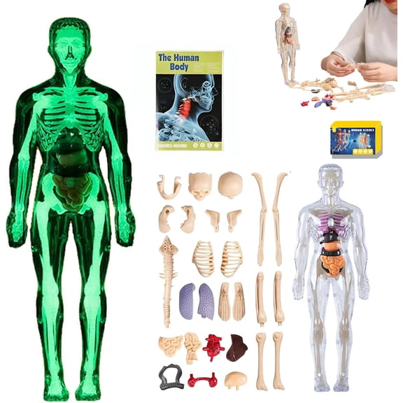 Clear human anatomy model (semi-transparent and fully transparent), 29-piece 3D anatomy set with anatomical diagrams, removable organ and skeleton assembly model for anatomy