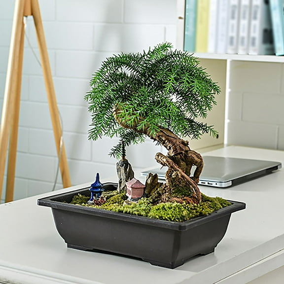 Clearance! 1 PC 6.5 Inch Plastic Bonsai Training Pots with Drainage Hole Trays, Rectangular Plant Bonsai Tree Planter, Flower Succulent Pots Container for Garden, Indoor, Home Decorative
