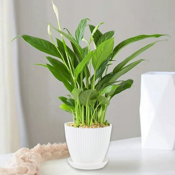 Clearance!3.5 Inch Plant Pots, Plastic Flower Pots for Indoor Outdoor Plants, Planters with Drainage Holes and Tray Saucers, Cute Succulent Pots Durable and Light Weight