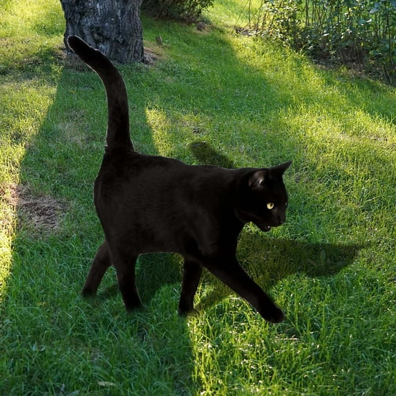 Clearance Body Simulation Cat Courtyard Insert Yard Art Garden Garden Outdoor Decoration Plug In Courtyard Garden Outdoor Festival Decoration Acrylic Printing Garden Decorations Black