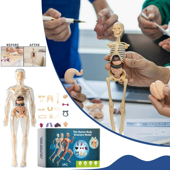 Clearance Developmental Toys Birthday Gifts Science Educational Human Anatomy Model Kit for Toys 3D Puzzle of Human Body with Detachable Organs and Bones