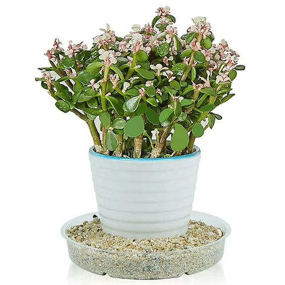 Clearance! Haidf 5Pcs Clear Plant Saucers, Plastic Plant Tray, Plant Saucers for Indoor Outdoor, Plant Trays for Pots, Plant Pot Saucers, Saucers for Potted Plants, Round Plant Drip Trays, 8Inch