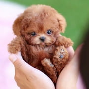 Clearance! Robot Dog Plush Toy Puppy Electronic Interactive Dog - Walking, Barking,Tail Wagging,Realistic Robot Puppy,Stretching Companion Animal for Kids Toddlers,Brown (Ages 3-6)