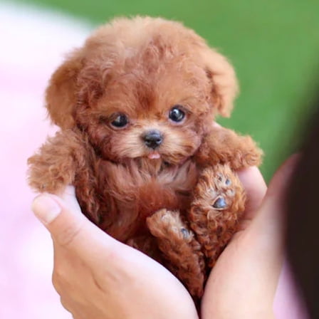 Robot Dog Plush Toy Puppy Electronic Interactive Dog - Walking, Barking,Tail Wagging,Realistic Robot Puppy,Stretching Companion Animal for Kids Toddlers,Brown (Ages 3-6)