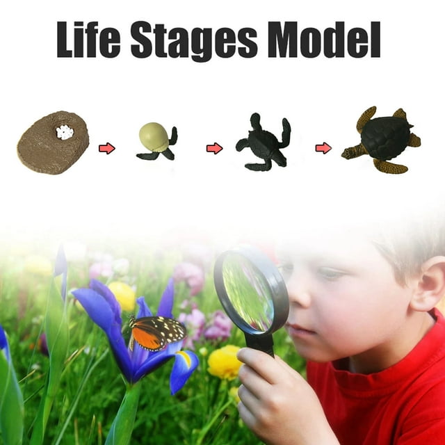 Clearance! SSNTSY Education Tortoise Life Cycle of A Growth Stage Model