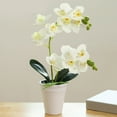 Clearance! WOCACHI Phalaenopsis Small Bonsai (with Plastic Pot