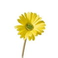Clearance! Yuoaenl Artificial, Daisy Artificial Flowers 10Pcs Daisies