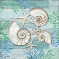 thumbnail image 1 of Clearwater Shells II Poster Print by Paul Brent, 1 of 1