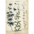 thumbnail image 1 of Cleavers, Northern Cleavers, And Little Cleavers Poster Print By ® Florilegius Mary Evans (18 X 24), 1 of 3
