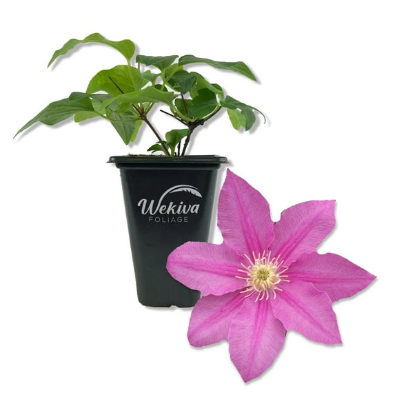 Clematis Abilene - Live Starter Plant in a 2 Inch Growers Pot - Starter Plants Ready for The Garden - Bold and Beautiful Pink Flowering Vine