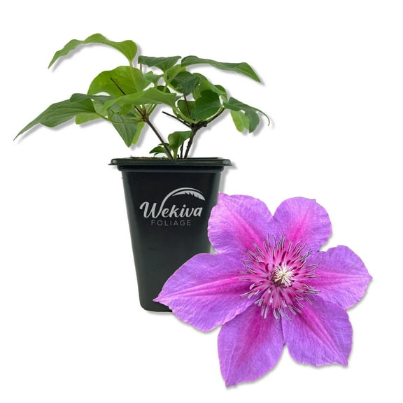 Clematis Adam's Courage - Live Starter Plant in a 2 Inch Growers Pot - Starter Plants Ready for The Garden - Bold and Beautiful Purple Flowering Vine