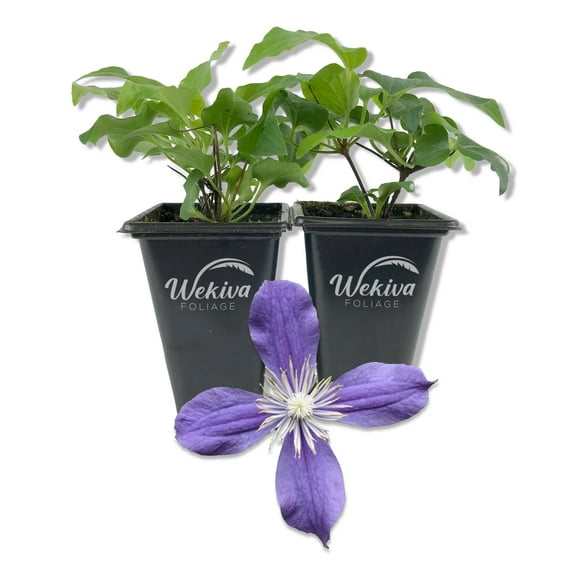 Clematis Arabella - 2 Live Starter Plants in 2 Inch Growers Pots - Starter Plants Ready for The Garden - Rare Clematis for Collectors
