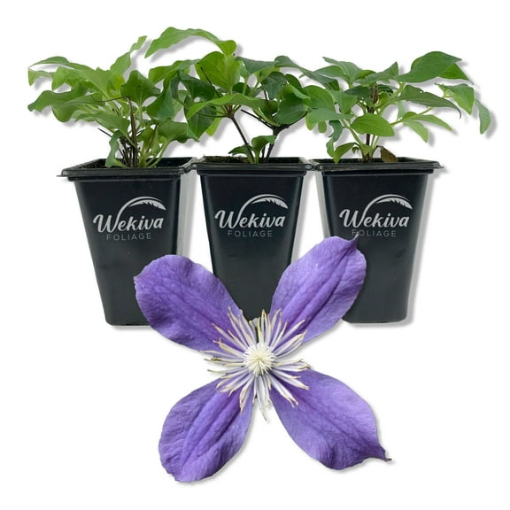 Clematis Arabella - 3 Live Starter Plants in 2 Inch Growers Pots - Starter Plants Ready for The Garden - Rare Clematis for Collectors