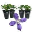 thumbnail image 1 of Clematis Arabella - 4 Live Starter Plants in 2 Inch Growers Pots - Starter Plants Ready for The Garden - Rare Clematis for Collectors, 1 of 7