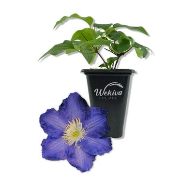 Clematis Ravel - Live Starter Plant in a 2 Inch Growers Pot - Starter Plants Ready for The Garden - Rare Clematis for Collectors