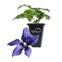 Clematis Durandii - Live Starter Plant in a 2 Inch Growers Pot - Starter Plants Ready for The Garden - Rare Clematis for Collectors