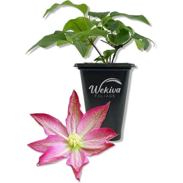 Clematis Asao - Live Starter Plant in a 2 Inch Growers Pot - Starter Plants Ready for The Garden - Bold and Beautiful Flowering Vine