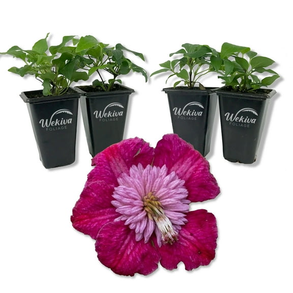 Clematis Avant Garde - 4 Live Starter Plants in 2 Inch Growers Pots - Starter Plants Ready for The Garden - Rare Clematis for Collectors