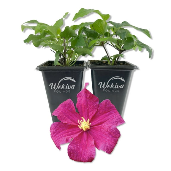 Clematis Barbara Harrington - 2 Live Starter Plants in 2 Inch Growers Pots - Starter Plants Ready for The Garden - Rare Clematis for Collectors