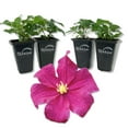 thumbnail image 1 of Clematis Barbara Harrington - 4 Live Starter Plants in 2 Inch Growers Pots - Starter Plants Ready for The Garden - Rare Clematis for Collectors, 1 of 7