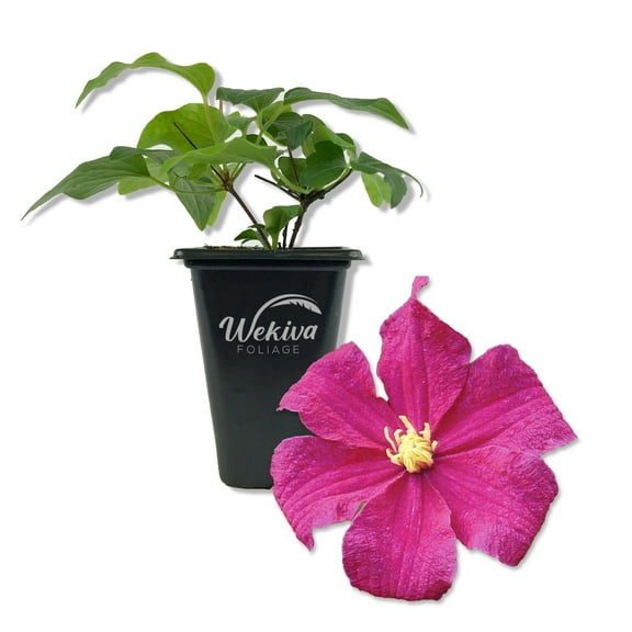 Clematis Barbara Harrington - Live Starter Plant in a 2 Inch Growers Pot - Starter Plants Ready for The Garden - Rare Clematis for Collectors