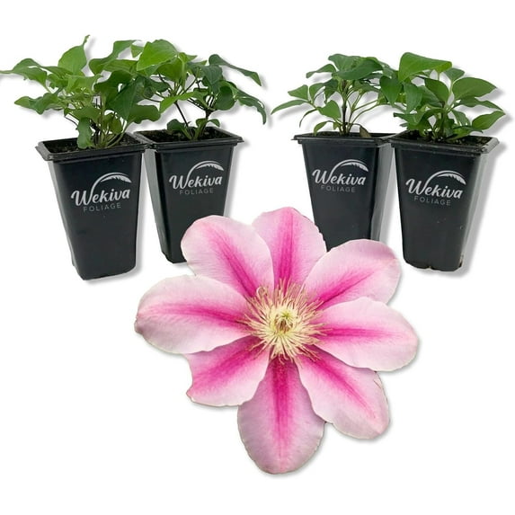 Clematis Bees Jubilee - 4 Live Starter Plants in 2 Inch Growers Pots - Bold and Beautiful Flowering Vine Perfect for Patio Or Garden
