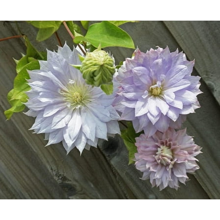 Clematis Belle of Woking - Live Plant in a 4 Inch Growers Pot - Clematis 'Belle de Woking' - Starter Plants Ready for The Garden - Beautiful Lilac Colored Flowering Vine
