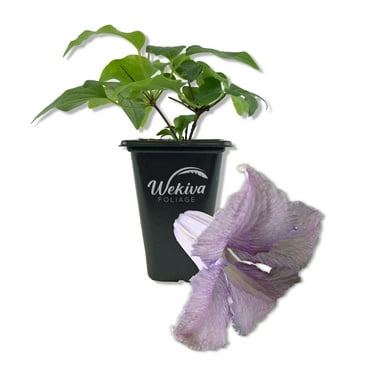 Clematis Betty Corning - Live Starter Plant in a 2 Inch Growers Pot - Starter Plants Ready for The Garden - Rare Clematis for Collectors