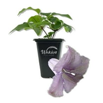 Clematis Betty Corning - Live Starter Plant in a 2 Inch Growers Pot - Starter Plants Ready for The Garden - Rare Clematis for Collectors