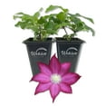 thumbnail image 1 of Clematis Bourbon - 2 Live Starter Plants in 2 Inch Growers Pots - Starter Plants Ready for The Garden - Rare Clematis for Collectors, 1 of 7
