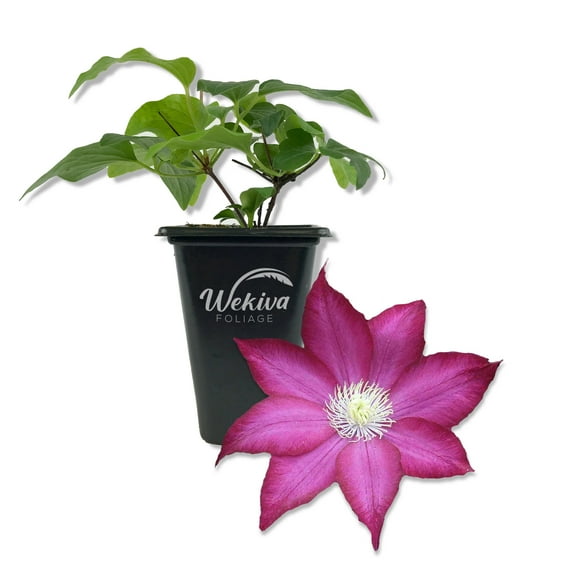 Clematis Bourbon - Live Starter Plant in a 2 Inch Growers Pot - Starter Plants Ready for The Garden - Rare Clematis for Collectors