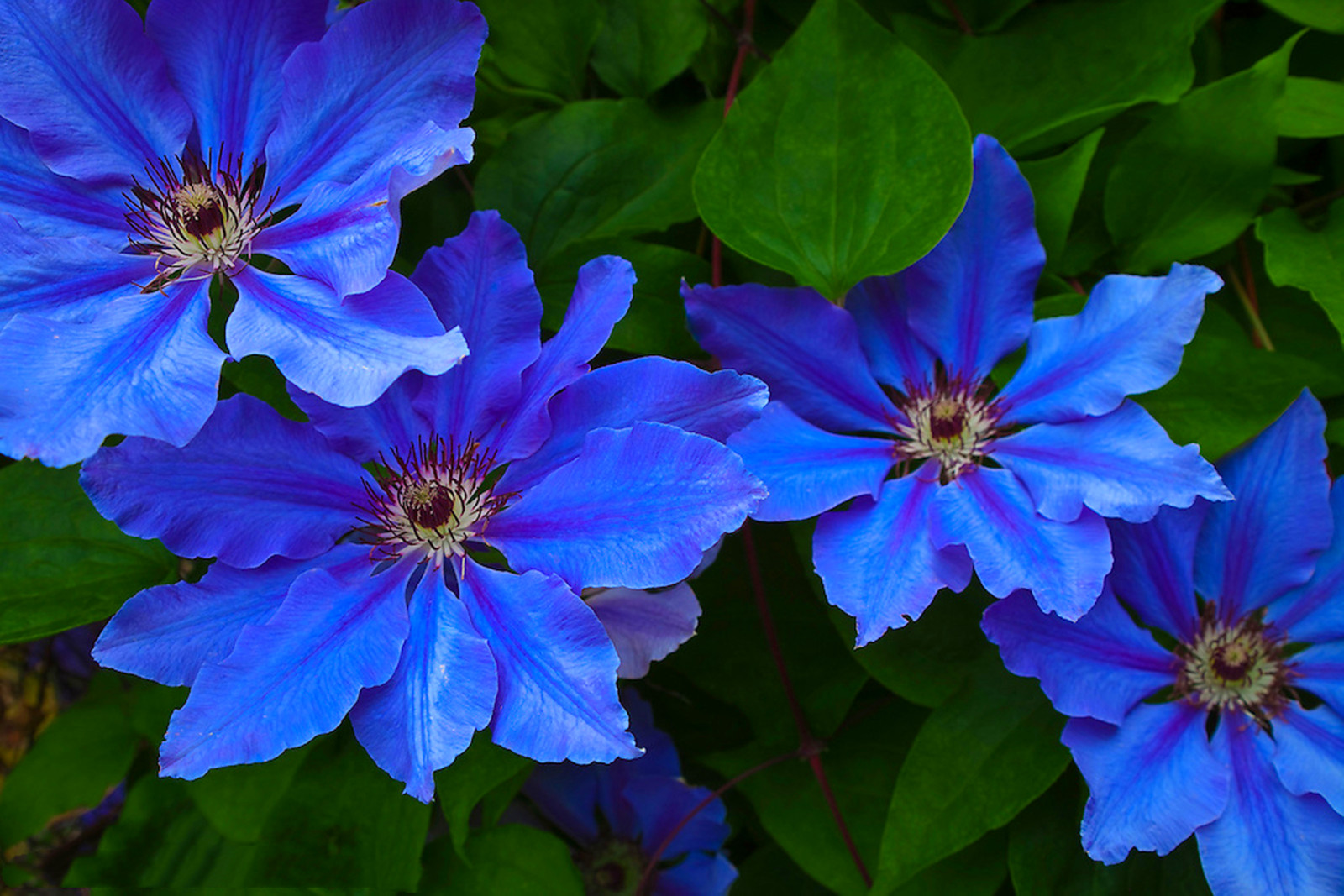 Clematis Bulbs, Climbers,Garden Flowers, Climbing Plants,Herbaceous