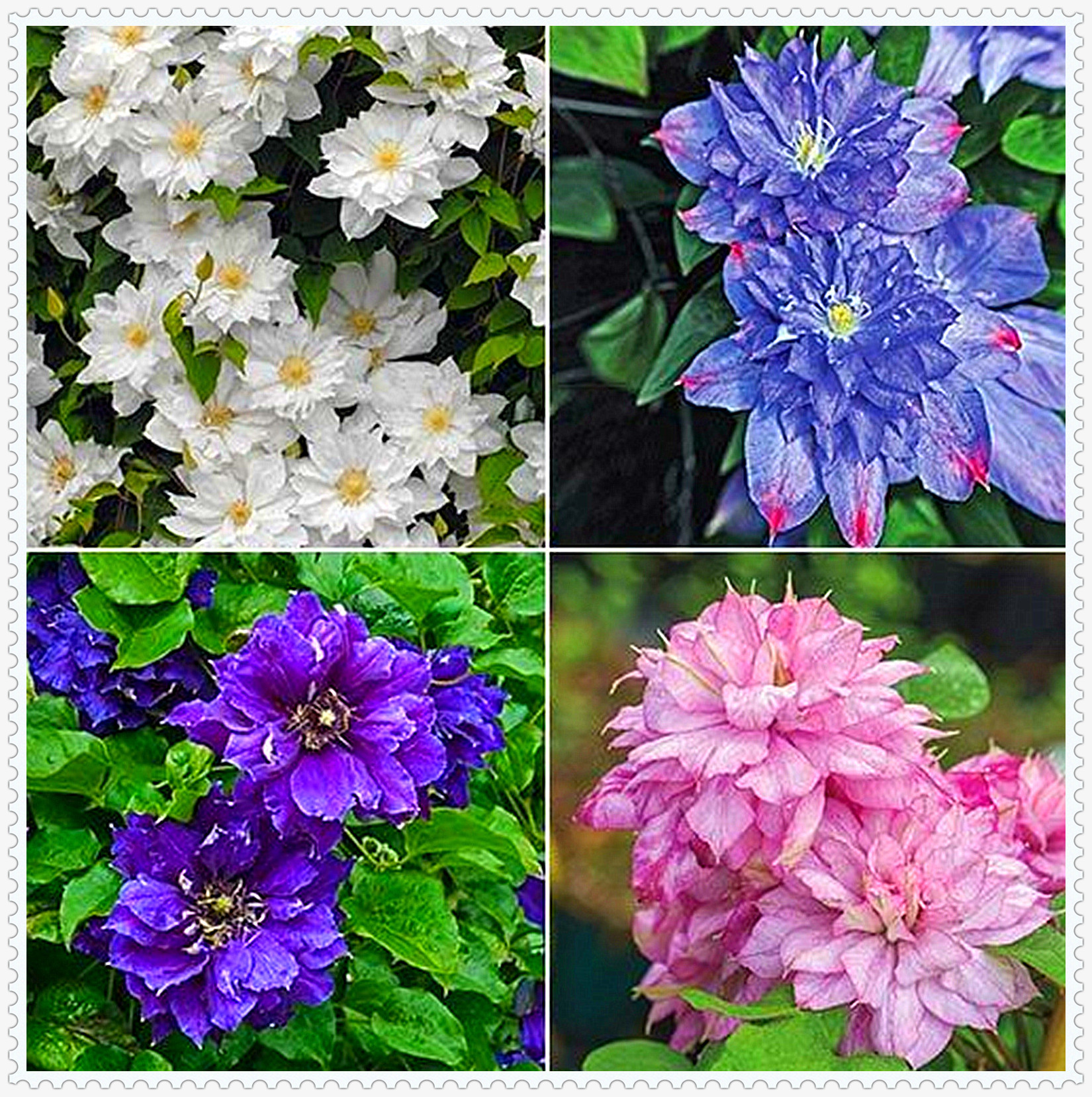 Clematis Autumn Sweet Climbing Clematis Bonsai Seeds - 50 PCS Color Mix  Perennial Flowers For Pots & Gardens Climbing Clematis Seeds