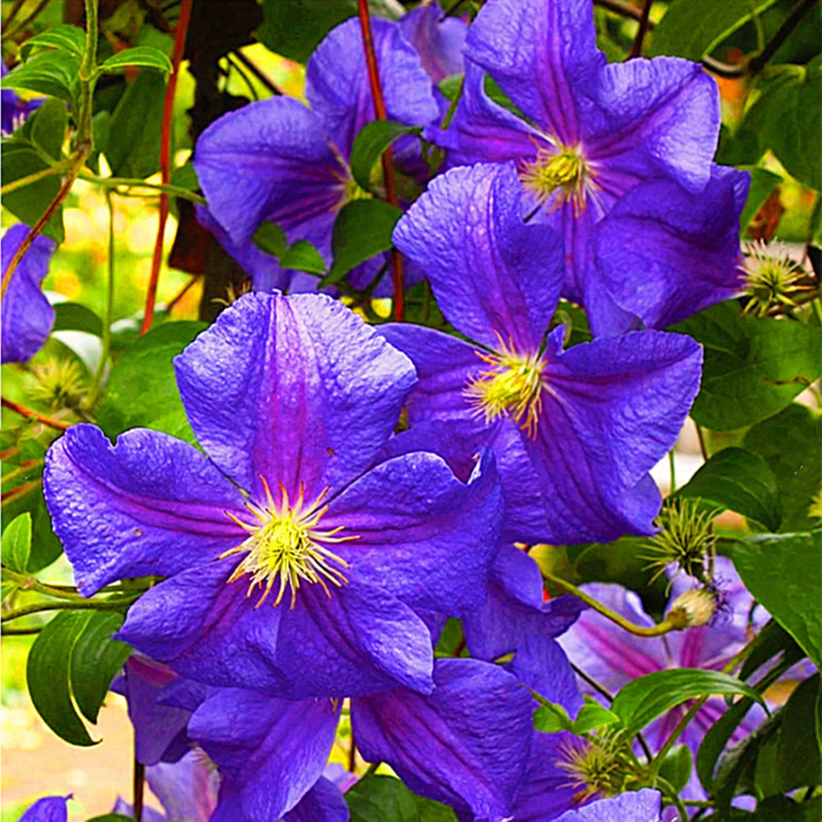 Clematis Bulbs, Climbing Plants, Clematis Plants，Perennial Flowers