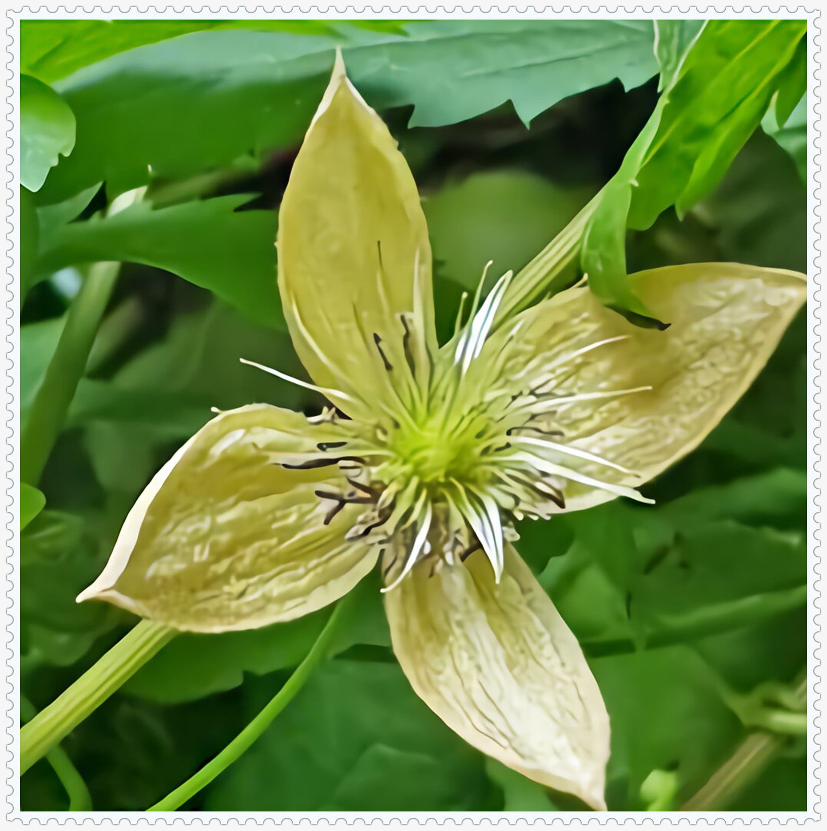 Clematis Bulbs, Climbing Plants, Perennial Flowers, FourSeason Plants