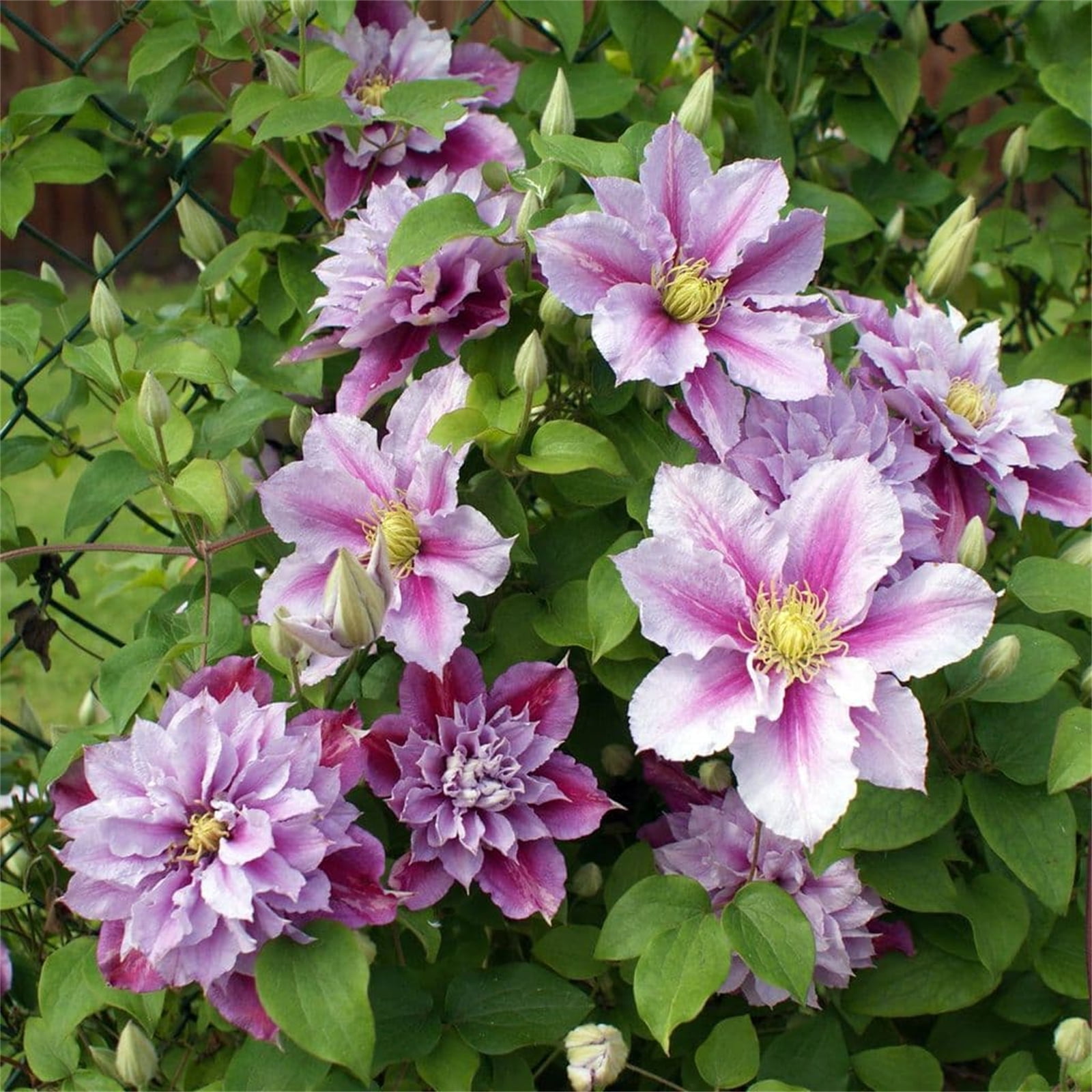 Clematis Bulbs, Clematis Plants. Attracts A Variety Of Insects ...