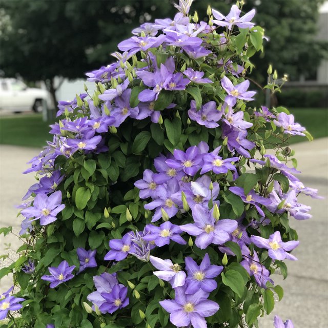 Clematis Bulbs, Clematis Plants. Clematis Vine Plant, Large Bloom