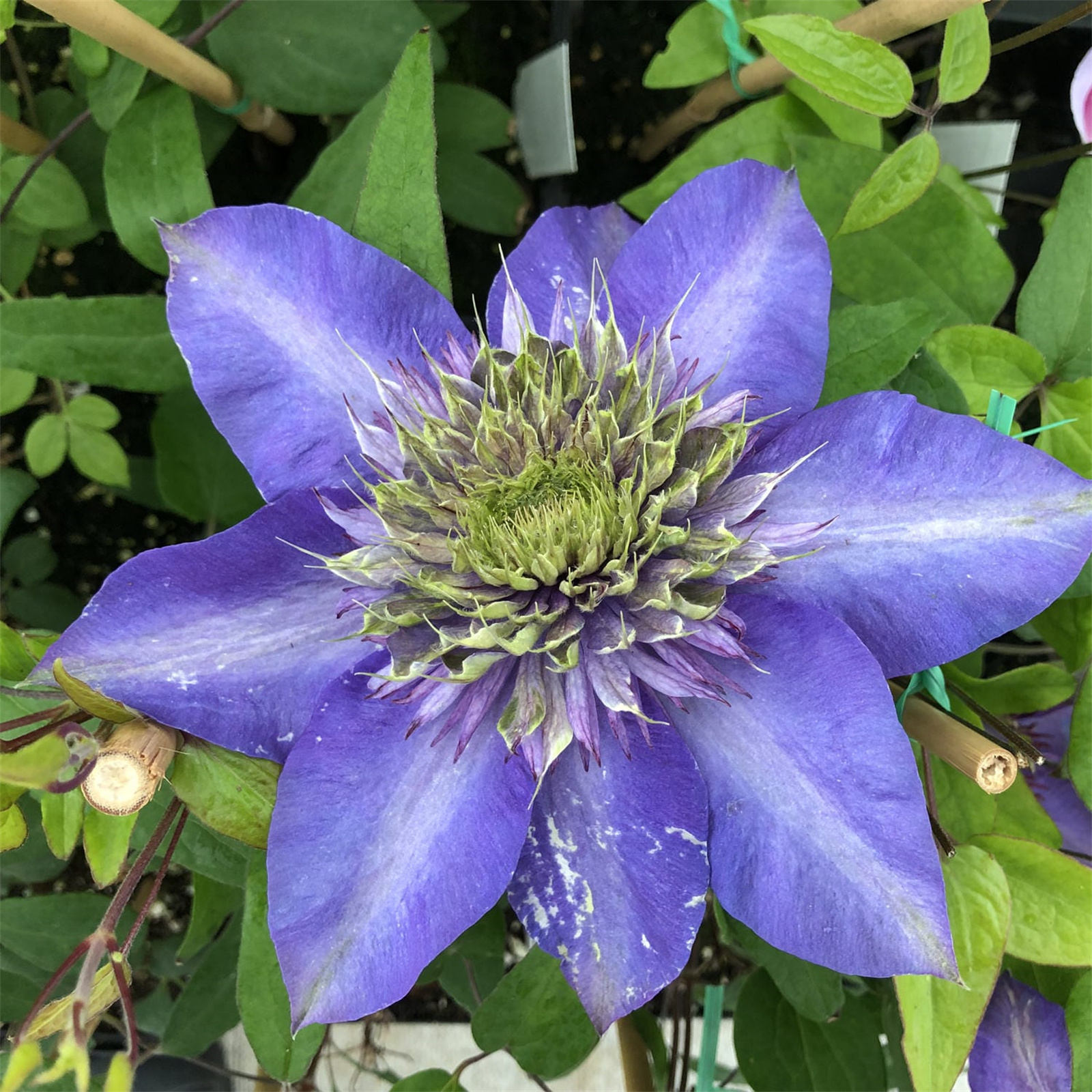 Clematis Bulbs, Clematis Plants. Clematis Vine Plant, Large Bloom