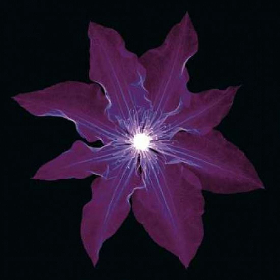 Clematis Canvas Art - Jim Wehtje (24 x 24)