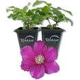 thumbnail image 1 of Clematis Cardinal Wyzynski - 2 Live Starter Plants in 2 Inch Growers Pots - Starter Plants Ready for The Garden - Rare Clematis for Collectors, 1 of 6