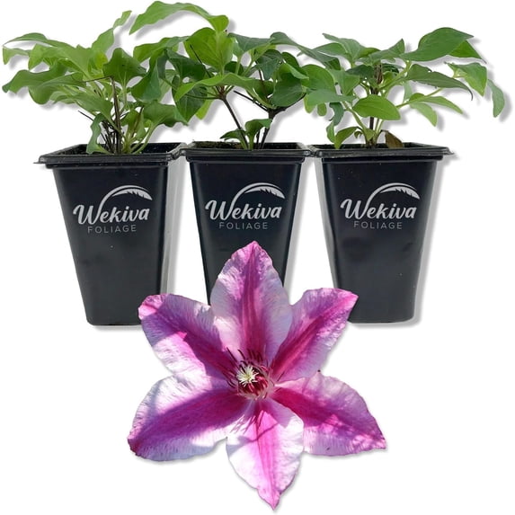 Clematis Carnaby - 3 Live Starter Plants in 2 Inch Growers Pots - Starter Plants Ready for The Garden - Beautiful Deep Pink Flowering Vine